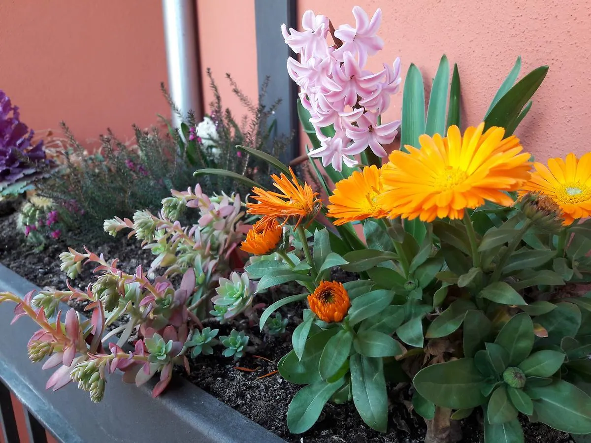 Apartaments Y Habitacions Entre Volcans Olot Spagna